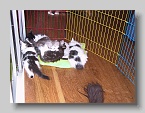 IMG_0029