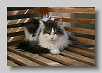 IMG_5907